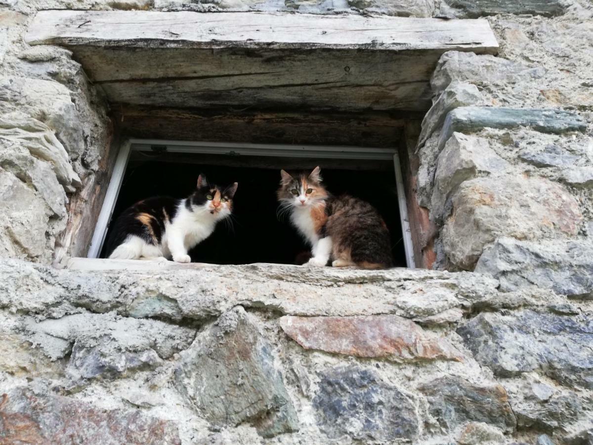 Vorderwiesgut Altenmarkt im Pongau Exterior foto